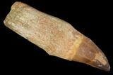 Rooted Mosasaur (Prognathodon) Tooth #114483-1